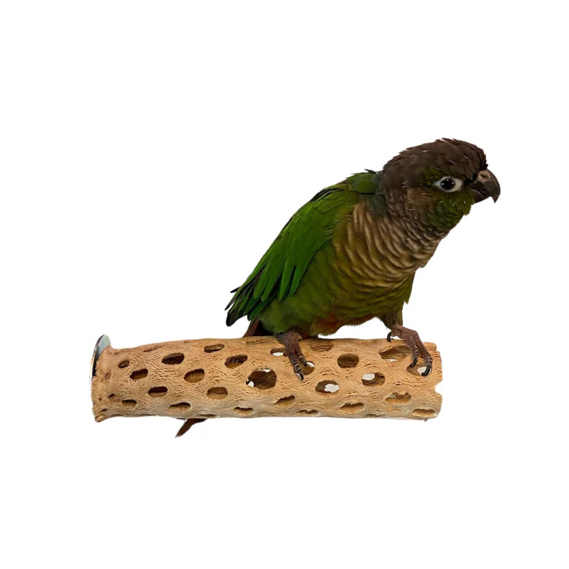 Polly's Cactus Perch