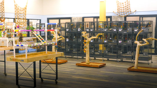 Todd Marcus Birds Exotic Has a New Website (and a Better Way to Shop)