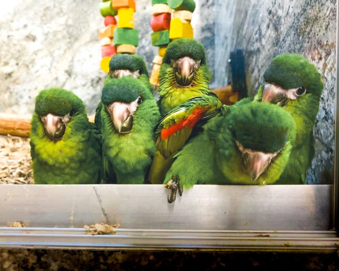 Exotic Birds for Sale in New Jersey: How to Choose the Right Parrot