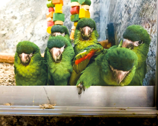 Exotic Birds for Sale in New Jersey: How to Choose the Right Parrot