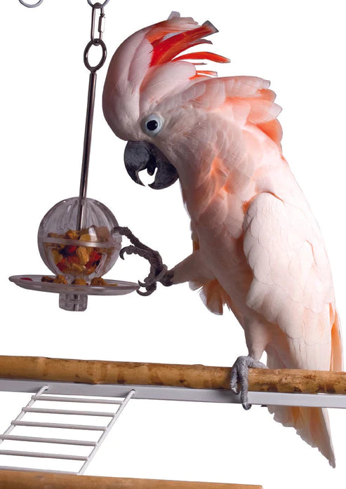 Foraging Ball and Kabob