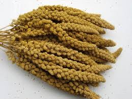 Bulk Spray Millet 1lb bag