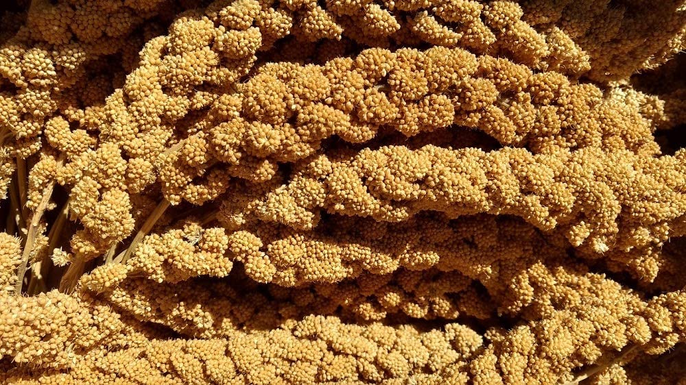 Bulk Spray Millet 1lb bag