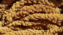 Bulk Spray Millet 1lb bag