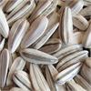 Sunflower Seed