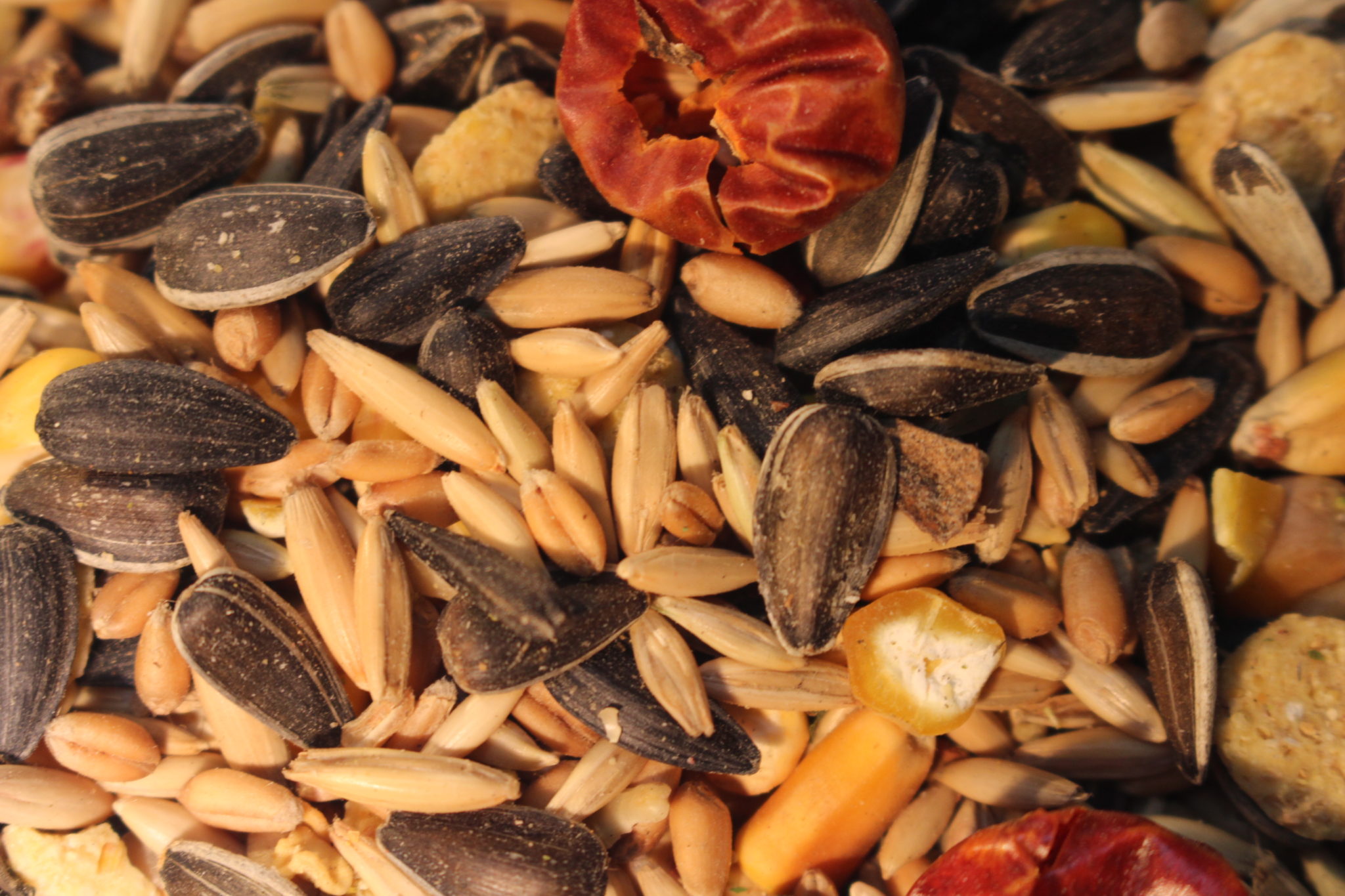 Sunseed Deluxe Parrot "AKA" (Parrot Mix) Todd Marcus Bird Exotic