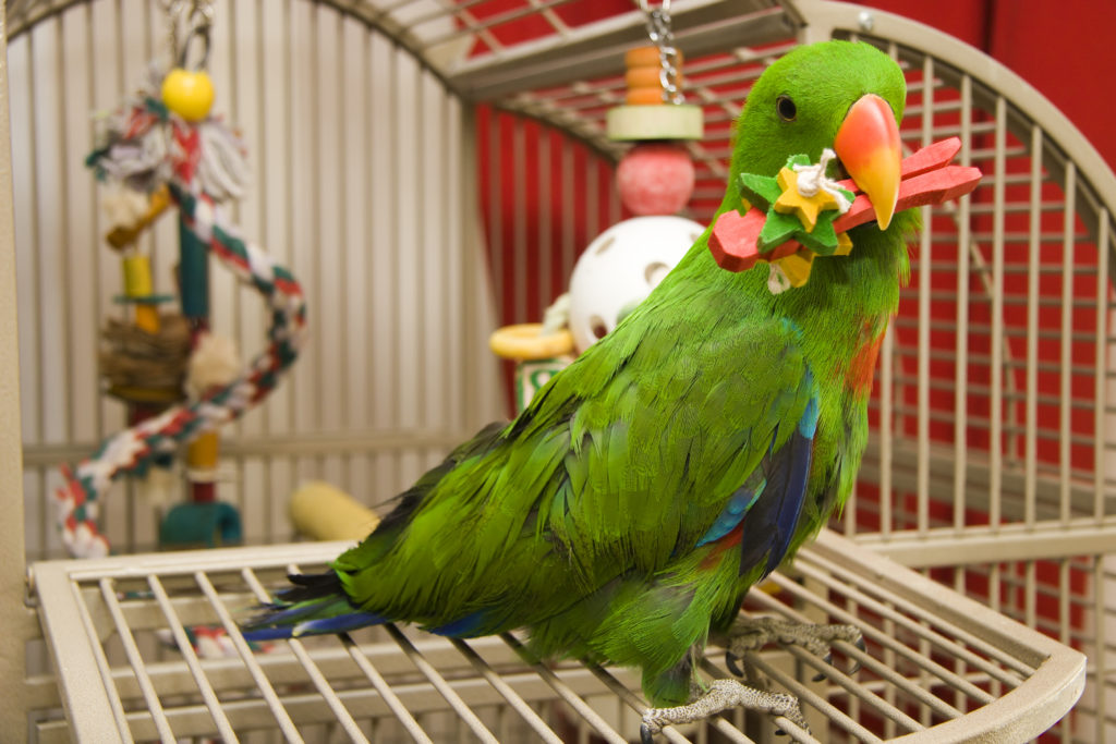 Todd Marcus Birds Exotic offers toys for birds in Delran, NJ