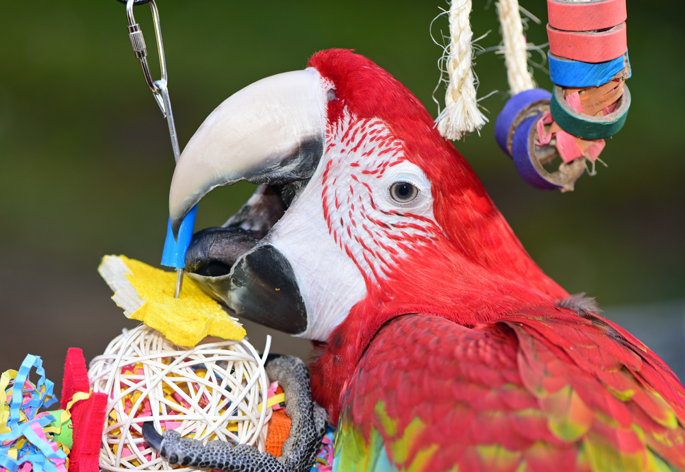 A greenwing macaw playing with a bird toy
