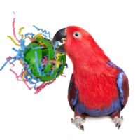 Hole-Ball Stuffers SuperBird Creations bird toy