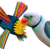 Twirl n' Whirl SuperBird Creations bird toy