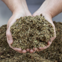 Biodiversity Green Forage